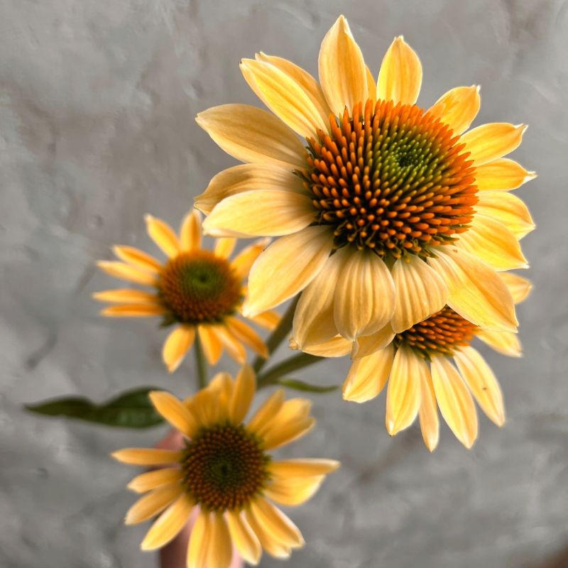 Pale yellow echinacea grown in West Bend, Wisconsin